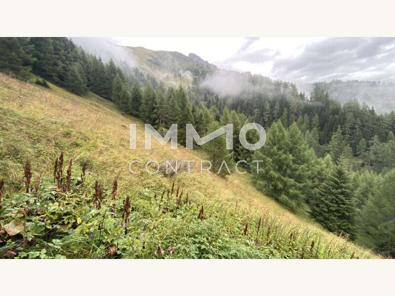 Landwirtschaft Kals am Großglockner: Wald mit Almhütte Wald mit Almhütte