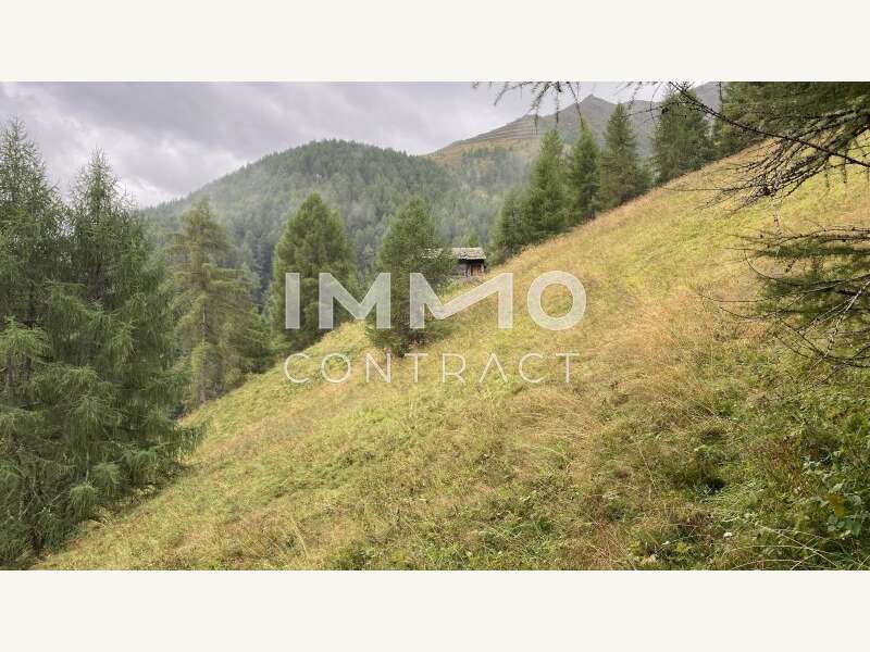 Landwirtschaft Kals am Großglockner: Wald Kals Wald Kals