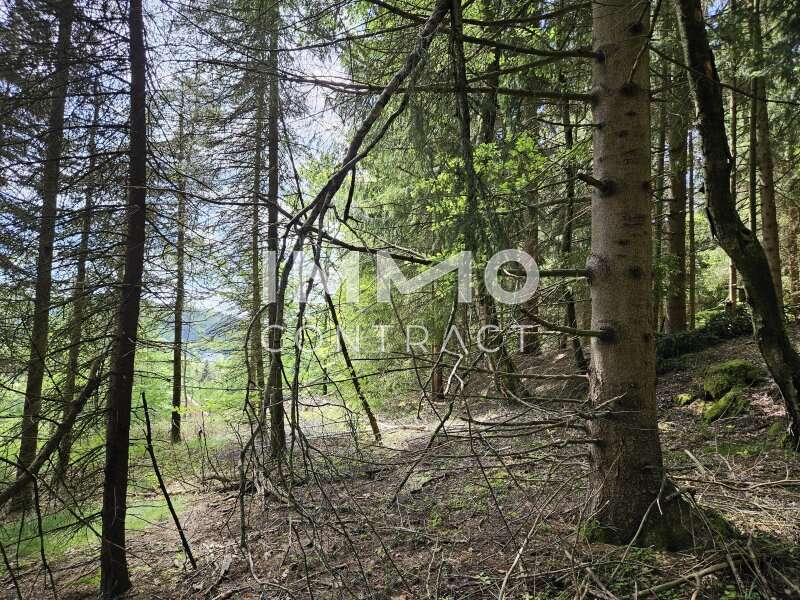 Haus Harbach: Wald hinter dem Haus Wald hinter dem Haus