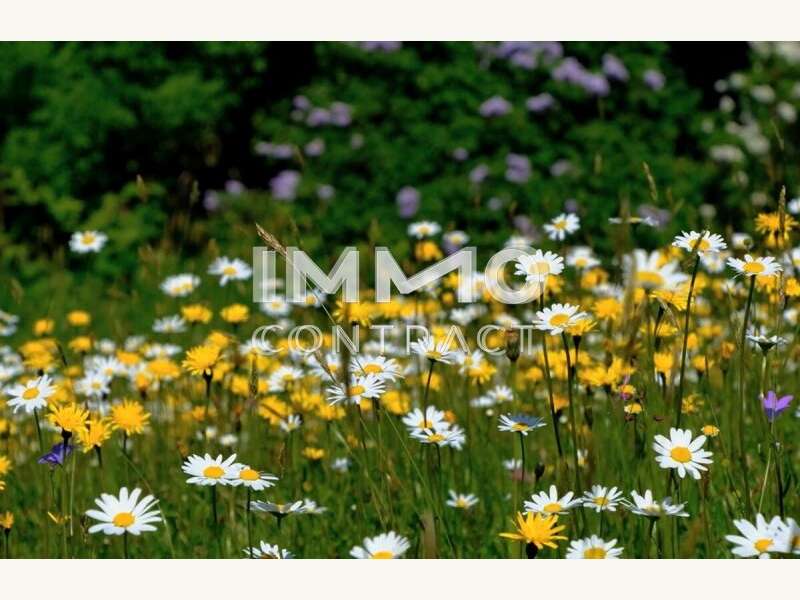 Eigentumswohnung Linz: Foto Blumenwiese Foto Blumenwiese
