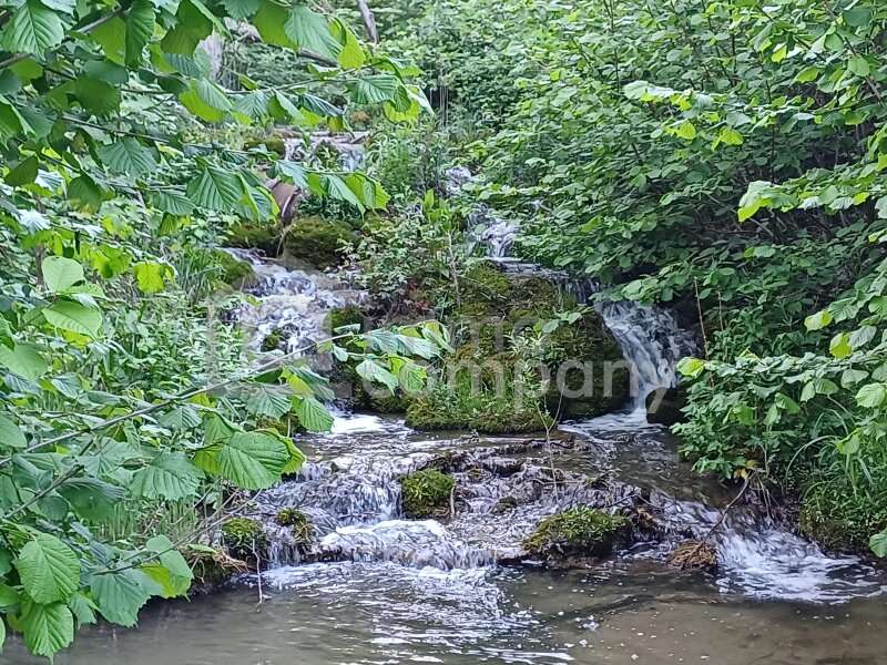 Gartenbau in Willendorf - Bild 5 Gartenbau in Willendorf - Bild 5