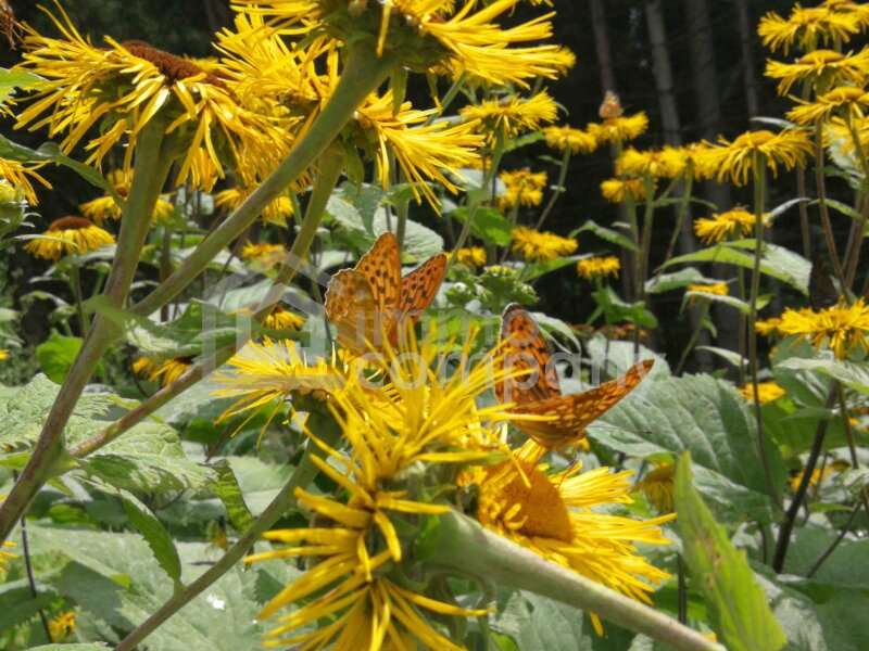 Landwirtschaft in Salzburg - Bild 2