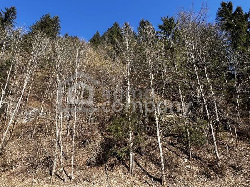 Forstwirtschaft in Hüttenberg - Bild 3 Forstwirtschaft in Hüttenberg - Bild 3