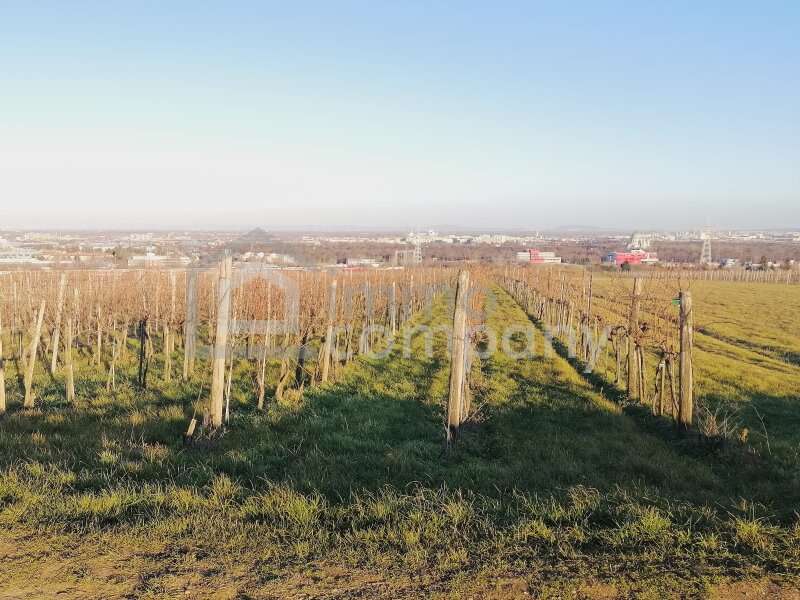 Landwirtschaft in Wien - Bild 2