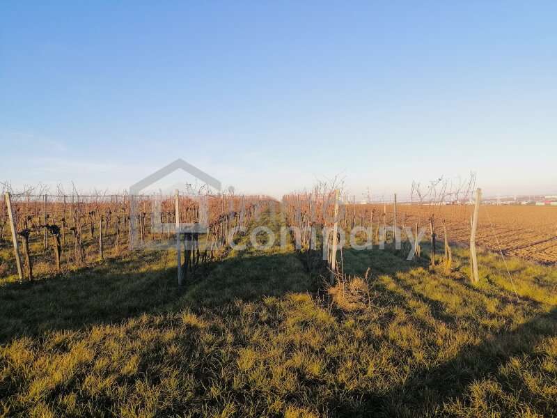 Landwirtschaft in Wien - Bild 3