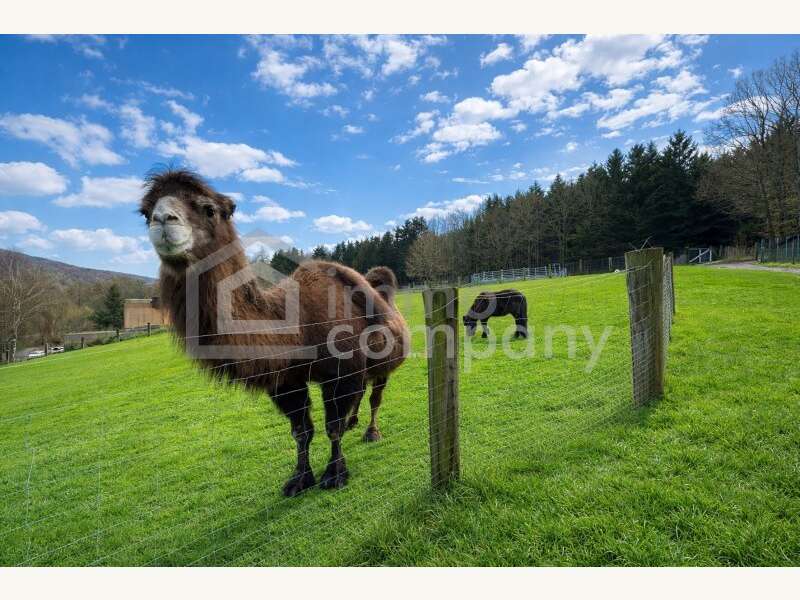 Gastgewerbe in St. Corona am Schöpfl - Bild 5 Gastgewerbe in St. Corona am Schöpfl - Bild 5