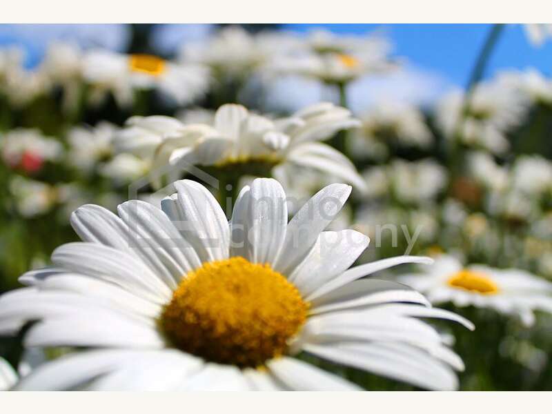 Baugrundstück in Nöstach - Bild 7