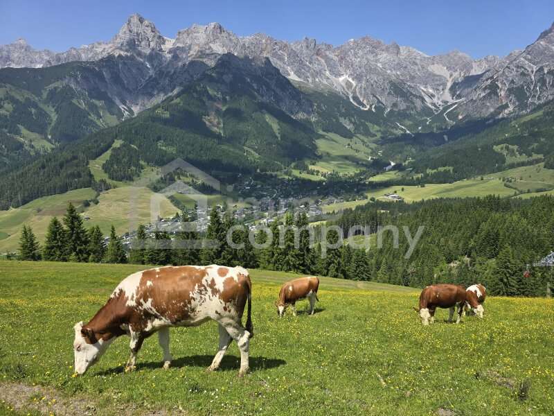 Ferienwohnung in Maria Alm am Steinernen Meer - Bild 15 Ferienwohnung in Maria Alm am Steinernen Meer - Bild 15
