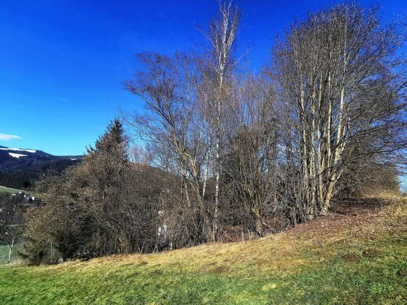 Landwirtschaftsgrund in Sankt Barbara im Mürztal - Bild 3