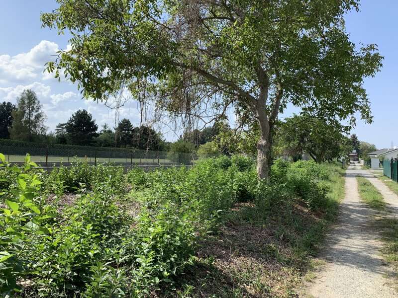 Baugrundstück in Bad Deutsch-Altenburg - Bild 4