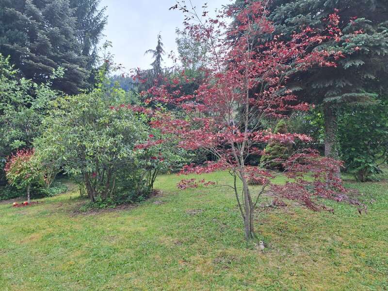 Freizeitgrundstück in Prigglitz - Bild 4